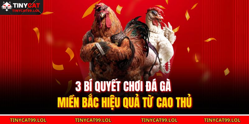 Luật Đá Gà Miền Bắc Thi Đấu Chuẩn Mực Và Truyền Thống 2025 4 3 bí quyết chơi đá gà miền Bắc hiệu quả từ cao thủ