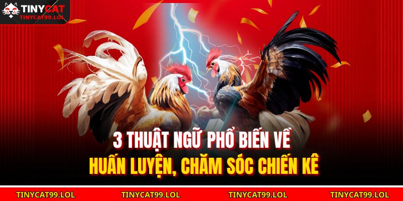 3 thuật ngữ phổ biến về huấn luyện, chăm sóc chiến kê