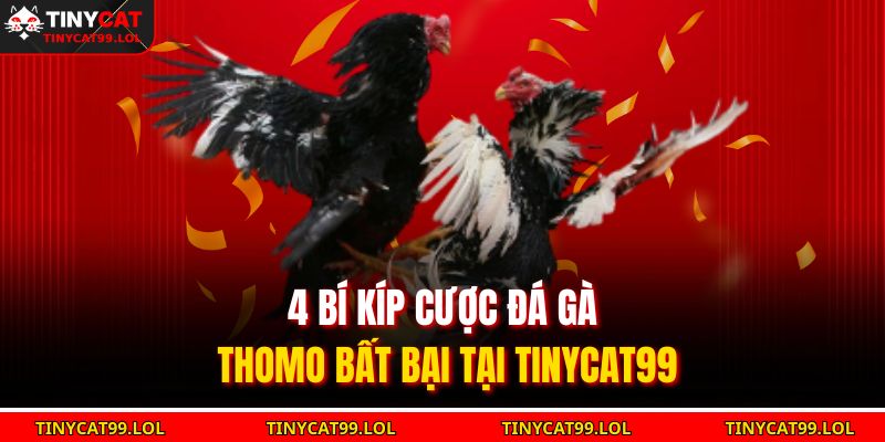 Đá Gà Thomo TINYCAT99 – Trải Nghiệm Đỉnh Cao Đấu Trường 4 4 bí kíp cược đá gà Thomo bất bại tại TINYCAT99