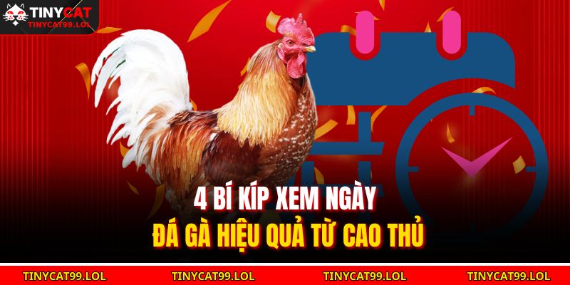 4 bí kíp xem ngày đá gà hiệu quả từ cao thủ