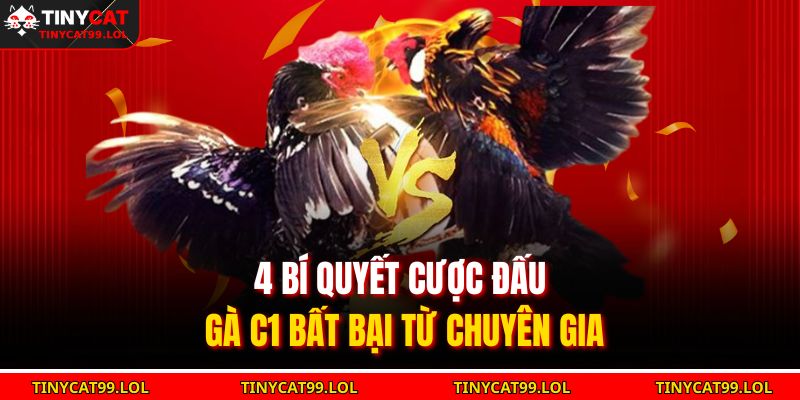 4 bí quyết cược đấu gà C1 bất bại từ chuyên gia