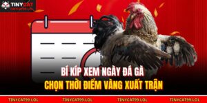 Bí Kíp Xem Ngày Đá Gà – Chọn Thời Điểm Vàng Xuất Trận 16 Bí kíp xem ngày đá gà