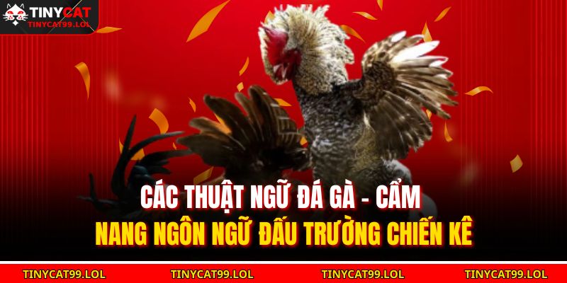 các thuật ngữ đá gà