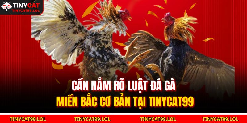 Luật Đá Gà Miền Bắc Thi Đấu Chuẩn Mực Và Truyền Thống 2025 3 Cần nắm rõ luật đá gà miền Bắc cơ bản tại TINYCAT99