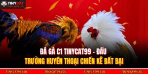Đá Gà C1 TINYCAT99 – Đấu Trường Huyền Thoại Chiến Kê Bất Bại 14 Đá gà C1 TINYCAT99