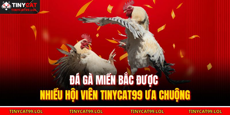 Luật Đá Gà Miền Bắc Thi Đấu Chuẩn Mực Và Truyền Thống 2025 2 Đá gà miền Bắc được nhiều hội viên TINYCAT99 ưa chuộng