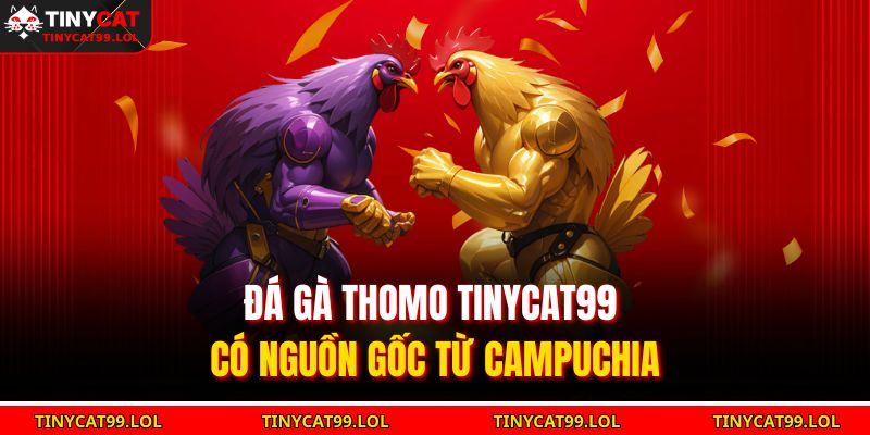 Đá Gà Thomo TINYCAT99 – Trải Nghiệm Đỉnh Cao Đấu Trường 2 Đá gà Thomo TINYCAT99 có nguồn gốc từ Campuchia