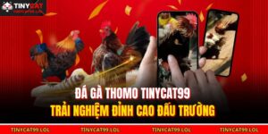 Đá Gà Thomo TINYCAT99 – Trải Nghiệm Đỉnh Cao Đấu Trường 15 Đá gà Thomo TINYCAT99