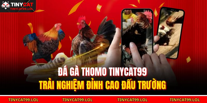 Đá Gà Thomo TINYCAT99 – Trải Nghiệm Đỉnh Cao Đấu Trường 1 Đá gà Thomo TINYCAT99