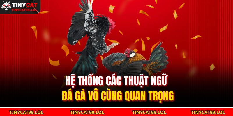 Hệ thống các thuật ngữ đá gà vô cùng quan trọng
